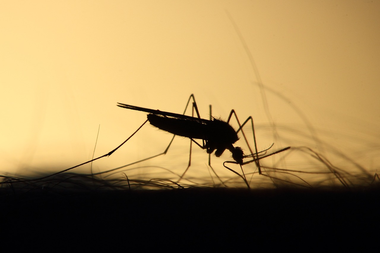 Ugryzienia komarów — jak im przeciwdziałać?
