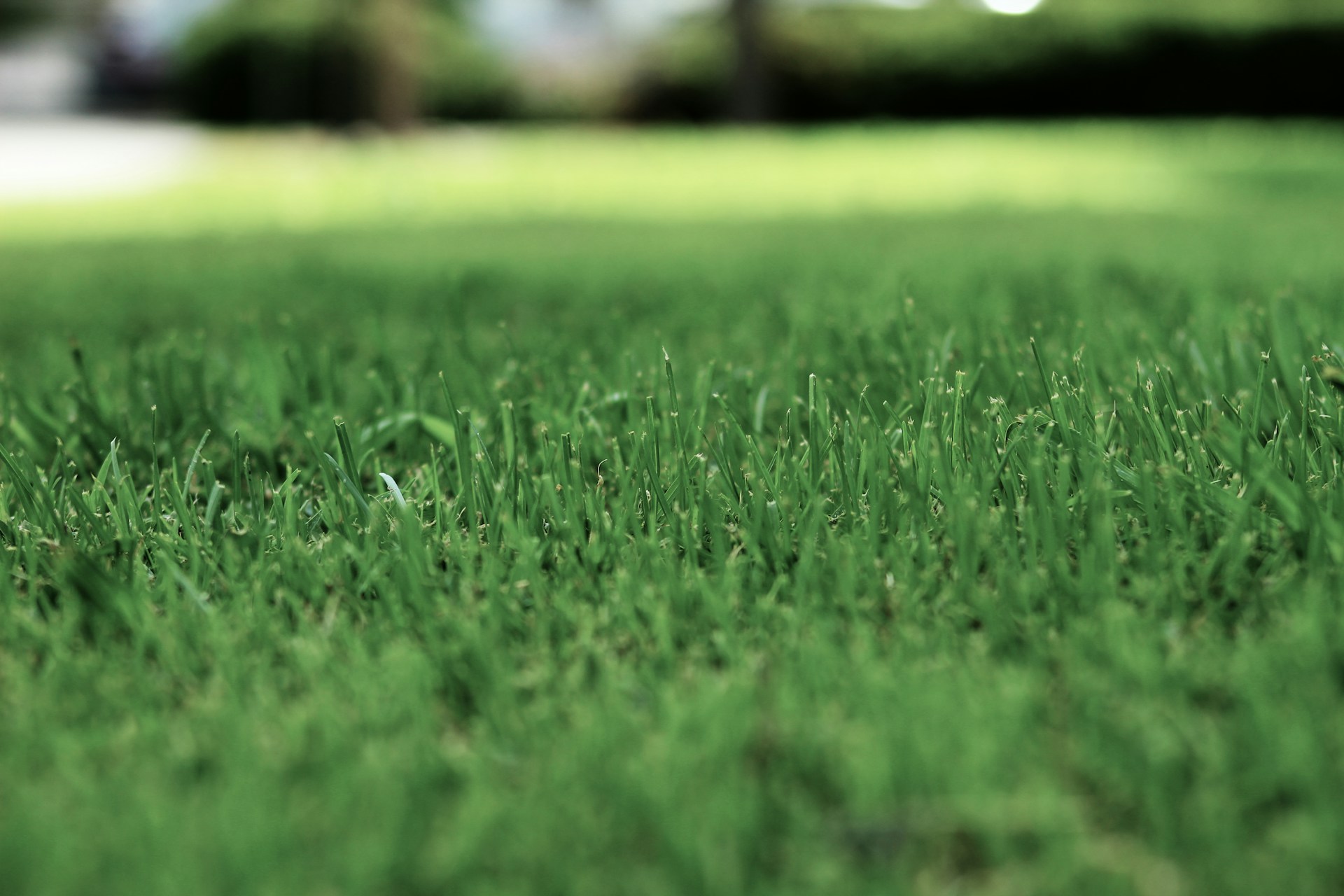 Chcesz, aby Twój trawnik miał intensywnie zielony trawnik? Dowiedz się, jak to osiągnąć!